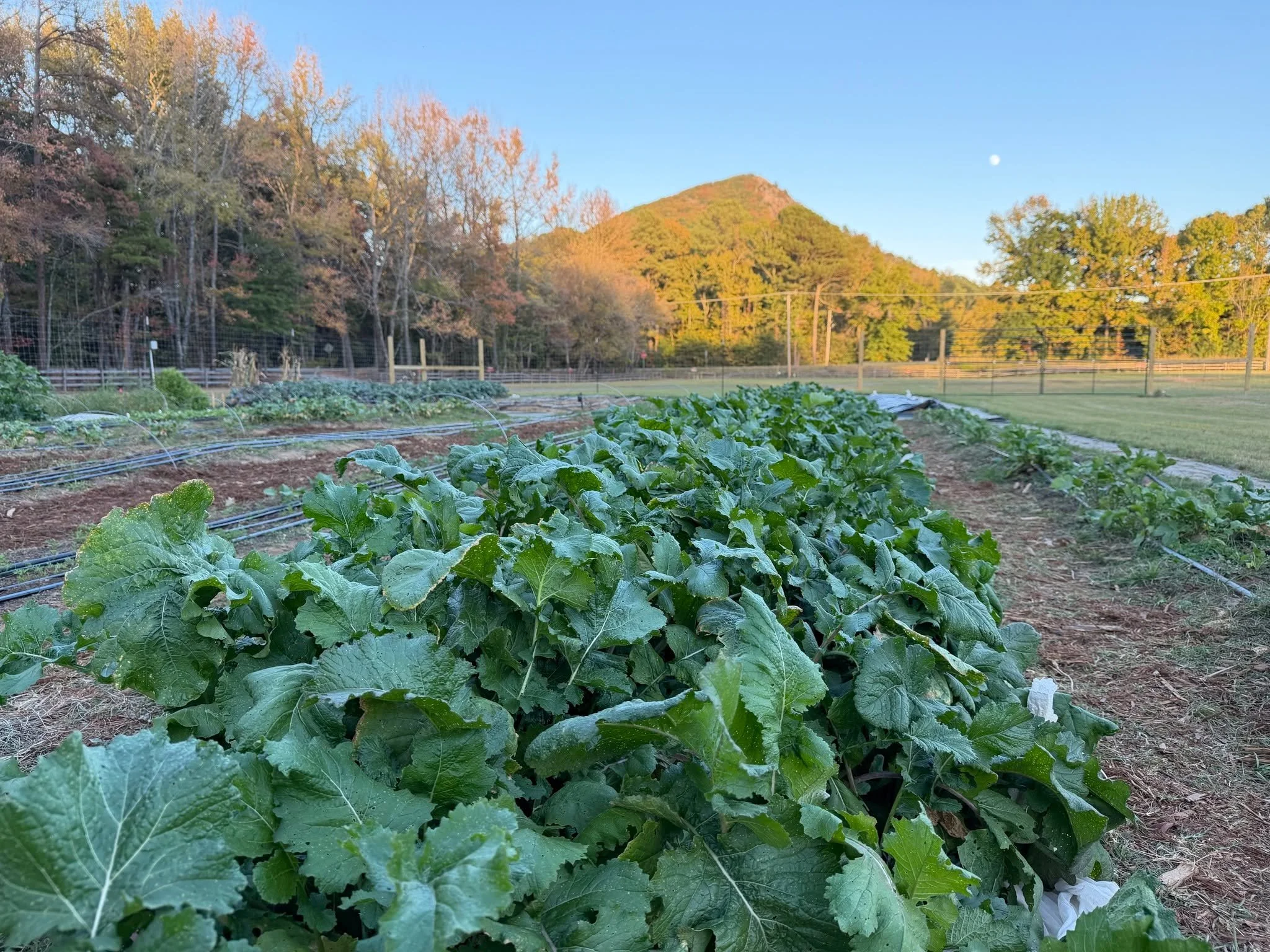 🌱 So much is growing at our new Pinnacle Mountain Teaching Farm!

Whether it's harvesting our first radishes for school donations or welcoming the first groups of kids to field trips on the farm, every week brings something new to celebrate at our n