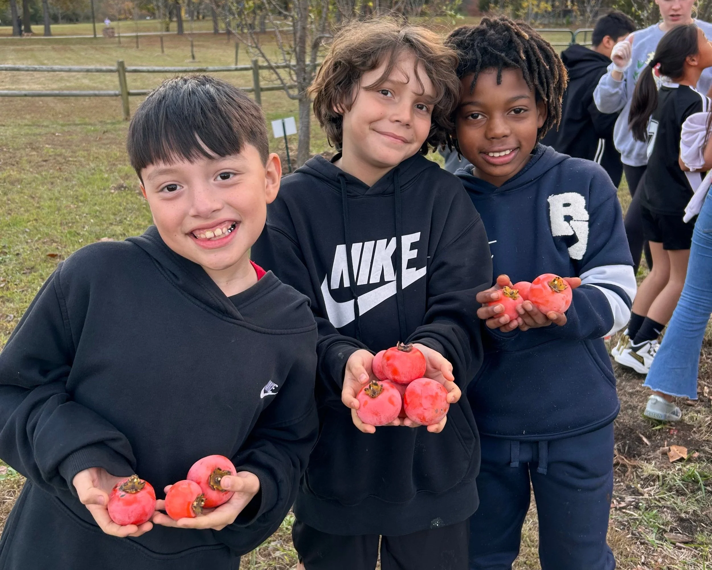 Three boys holding fresh persimmons with the tree in the background