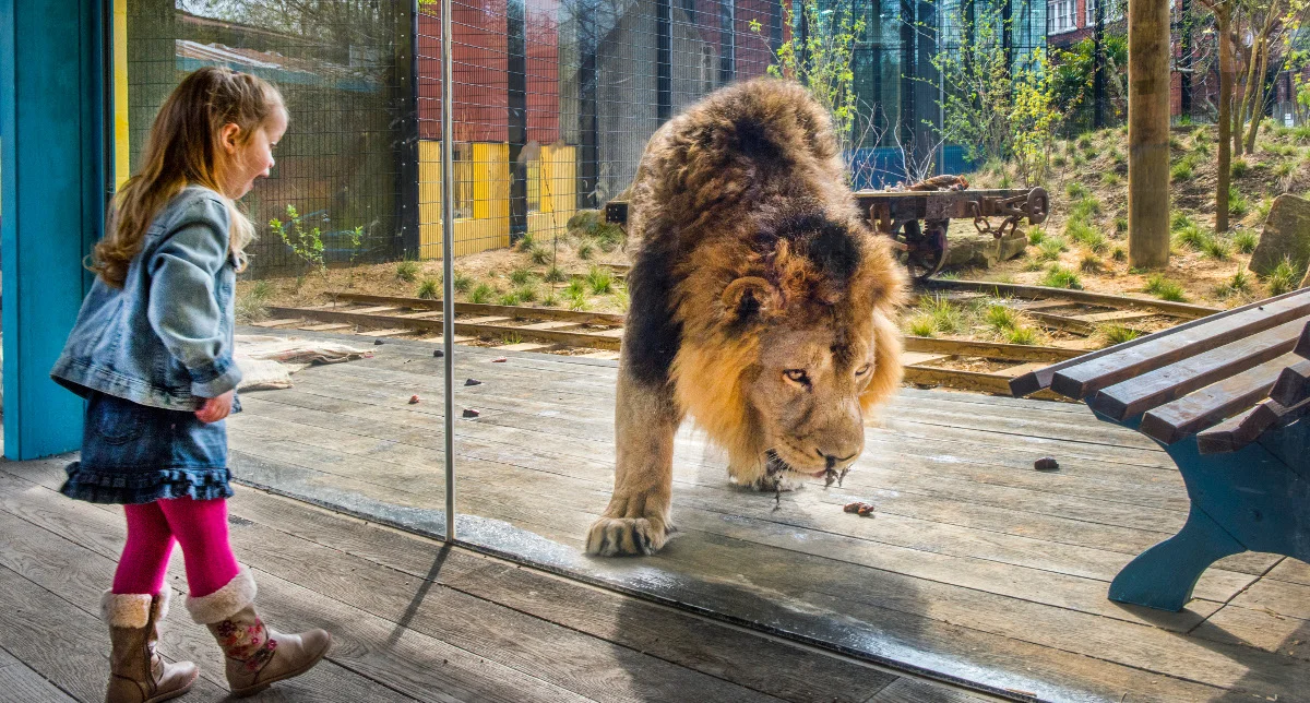 The-AirGlaz-glass-used-in-the-Land-of-the-Lions-enclosure-combines-amazing-clarity-anti-reflection-properties-and-strength-image-courtesy-of-Romag..jpg