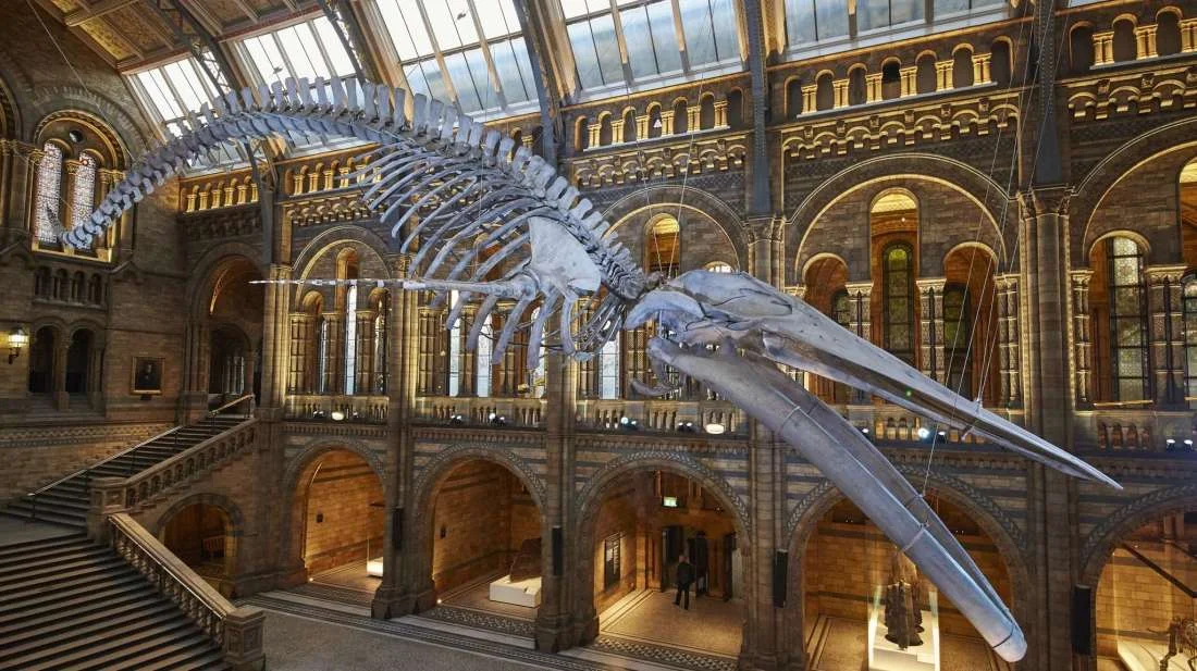 502825-LondonNaturalHistoryMuseum-HED.jpg