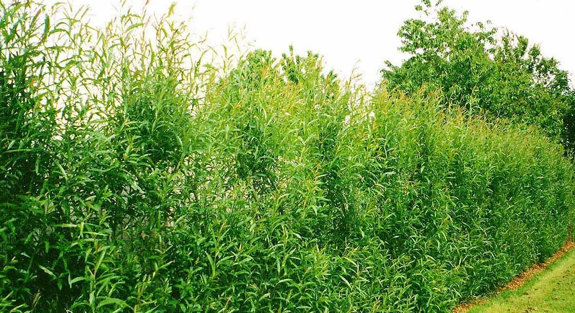 willow.jpg