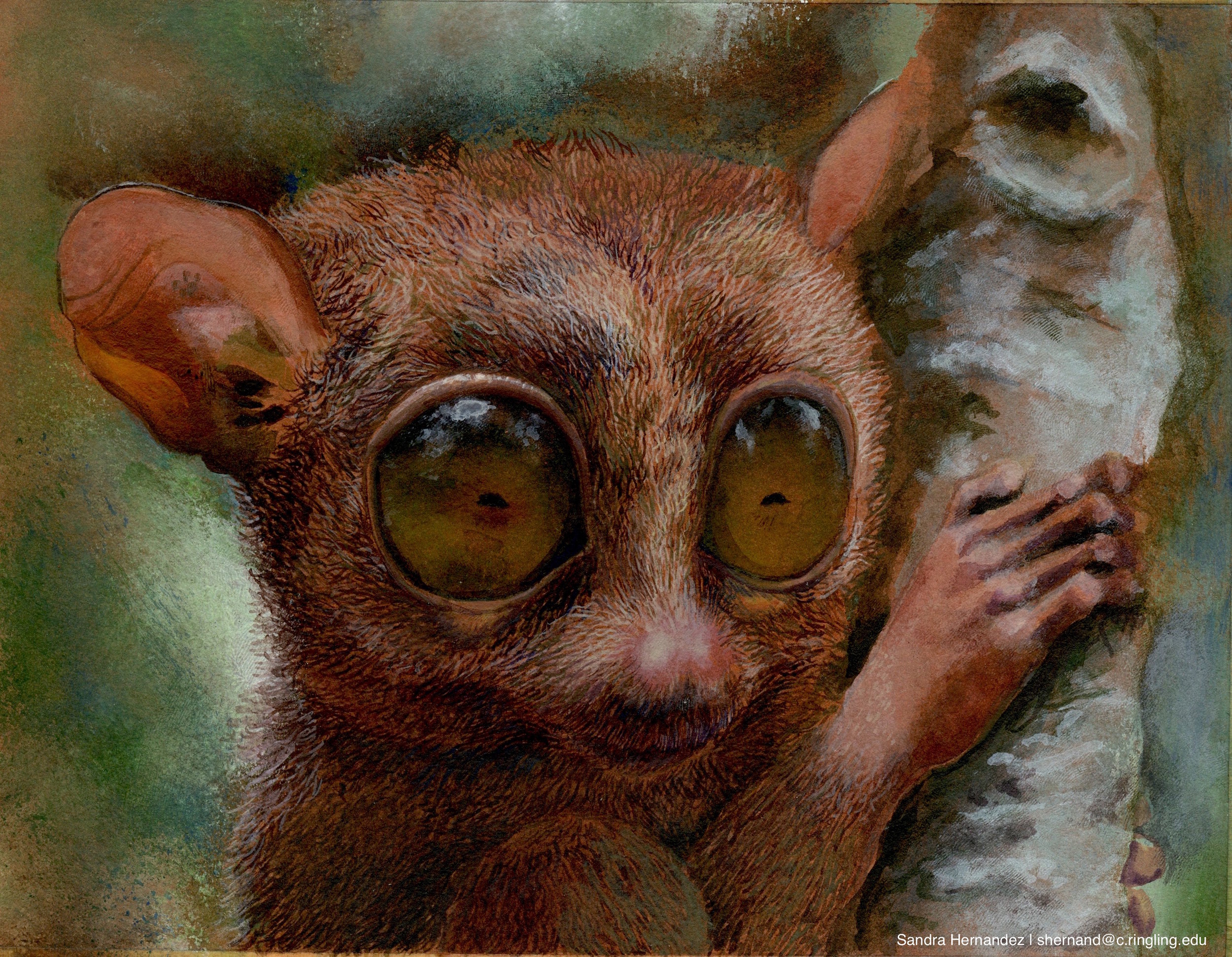 tarsier final.jpeg