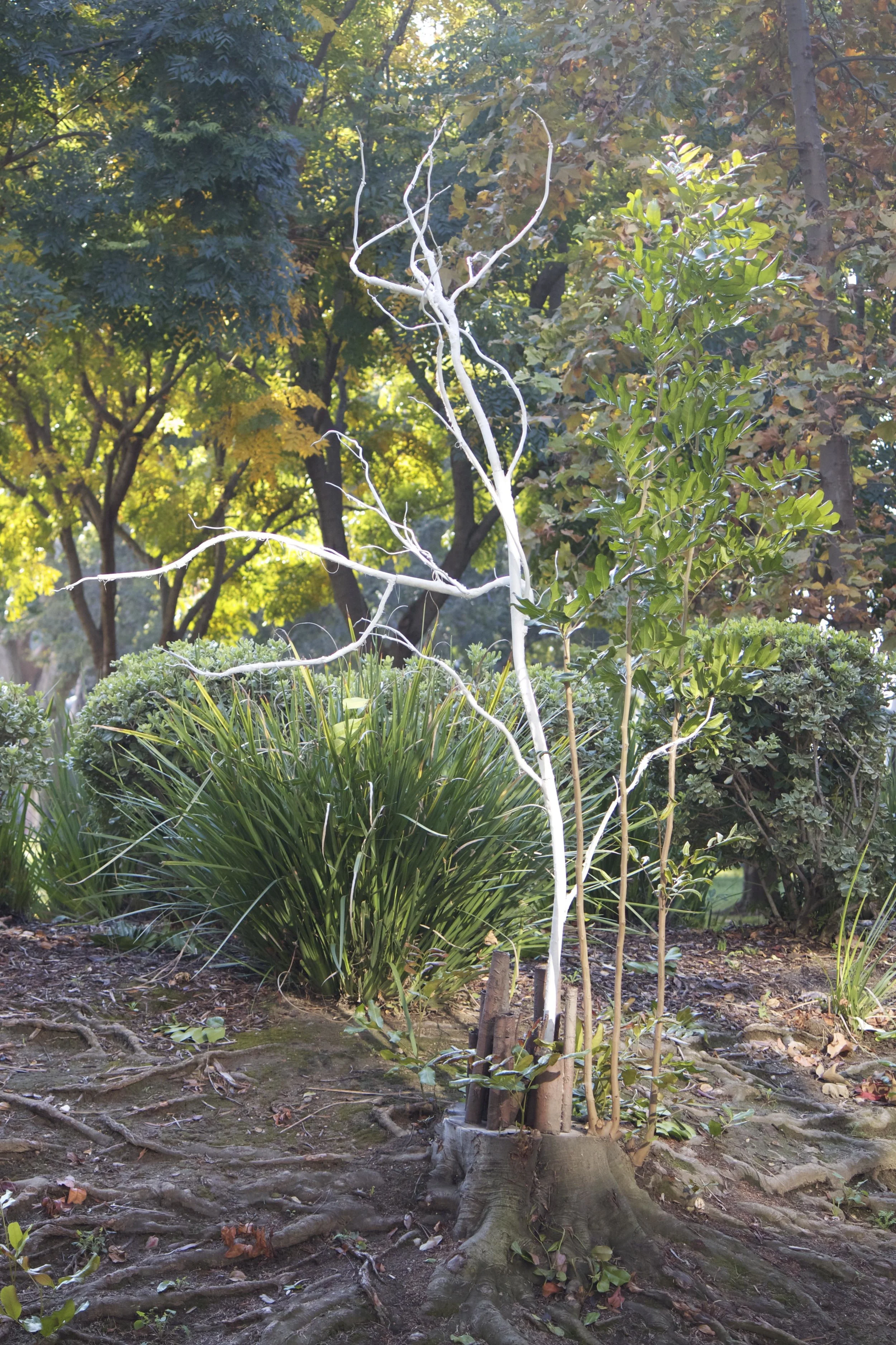 Ghost Tree