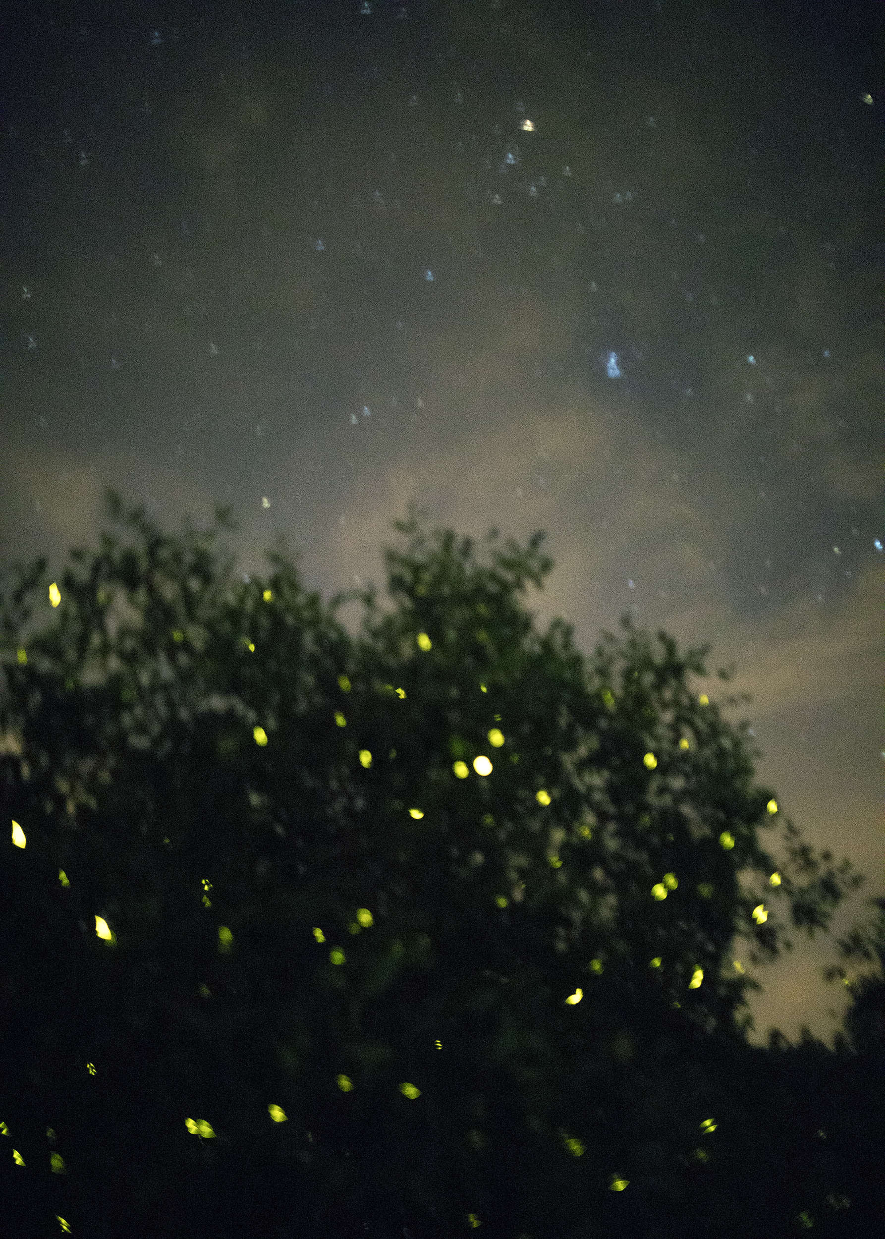 Stars and Firefly, Selangor River, Malaysia,2017.jpg