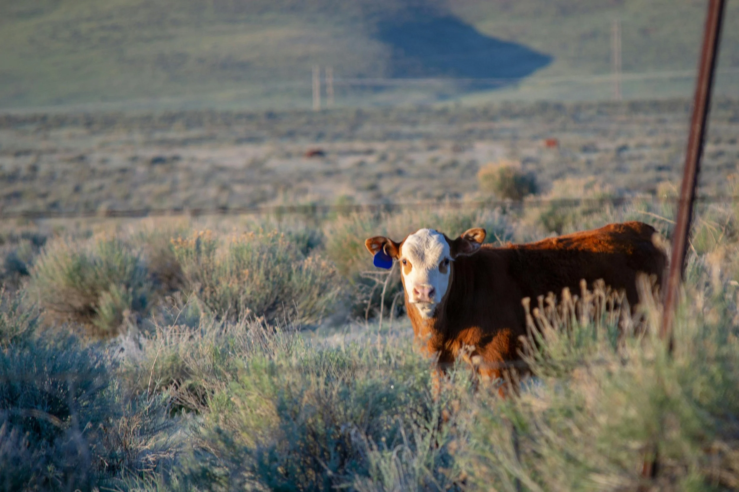 Carbon Sequestration on Rangeland&nbsp;