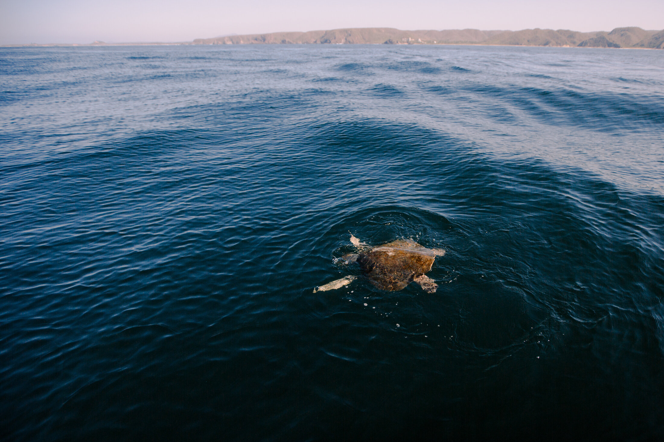 CUIXMALA_SEA TURTLE SANCTUARY_12 - Photography by Davis Gerber.jpg