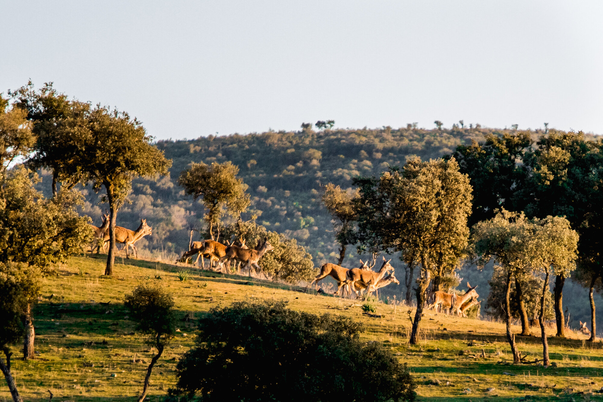 34 Safari animals.JPG