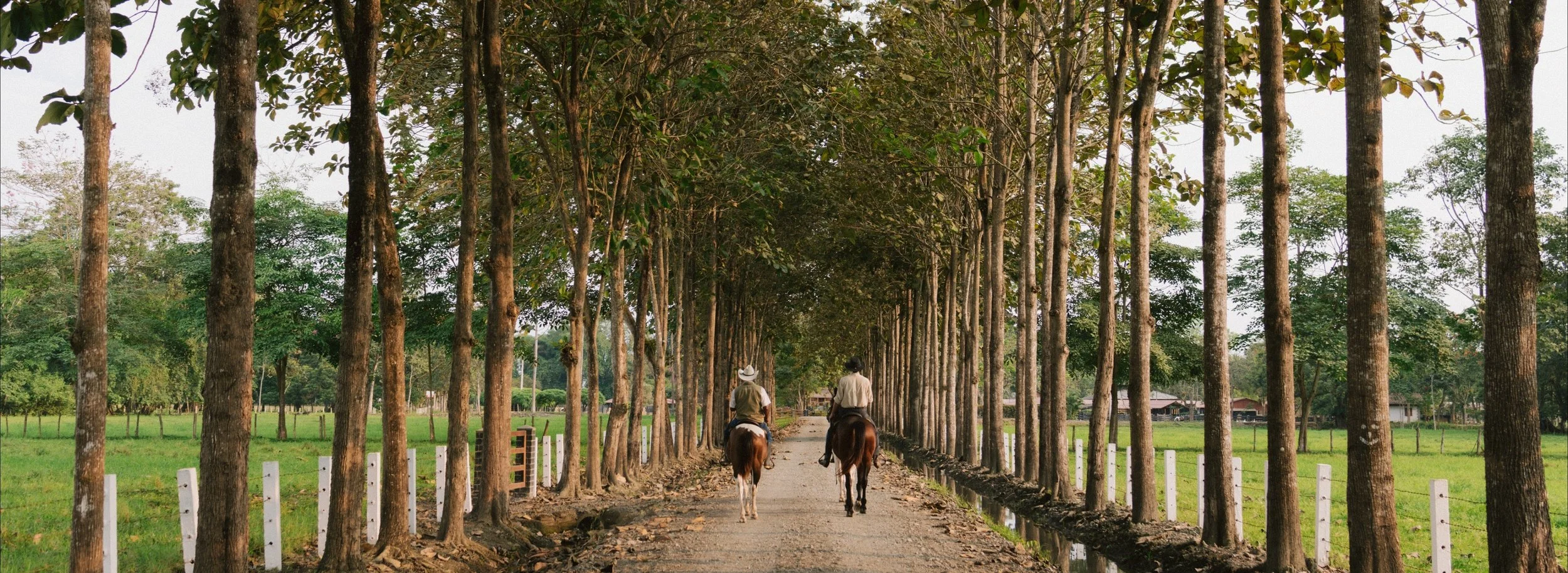 Banner Website-2.jpg