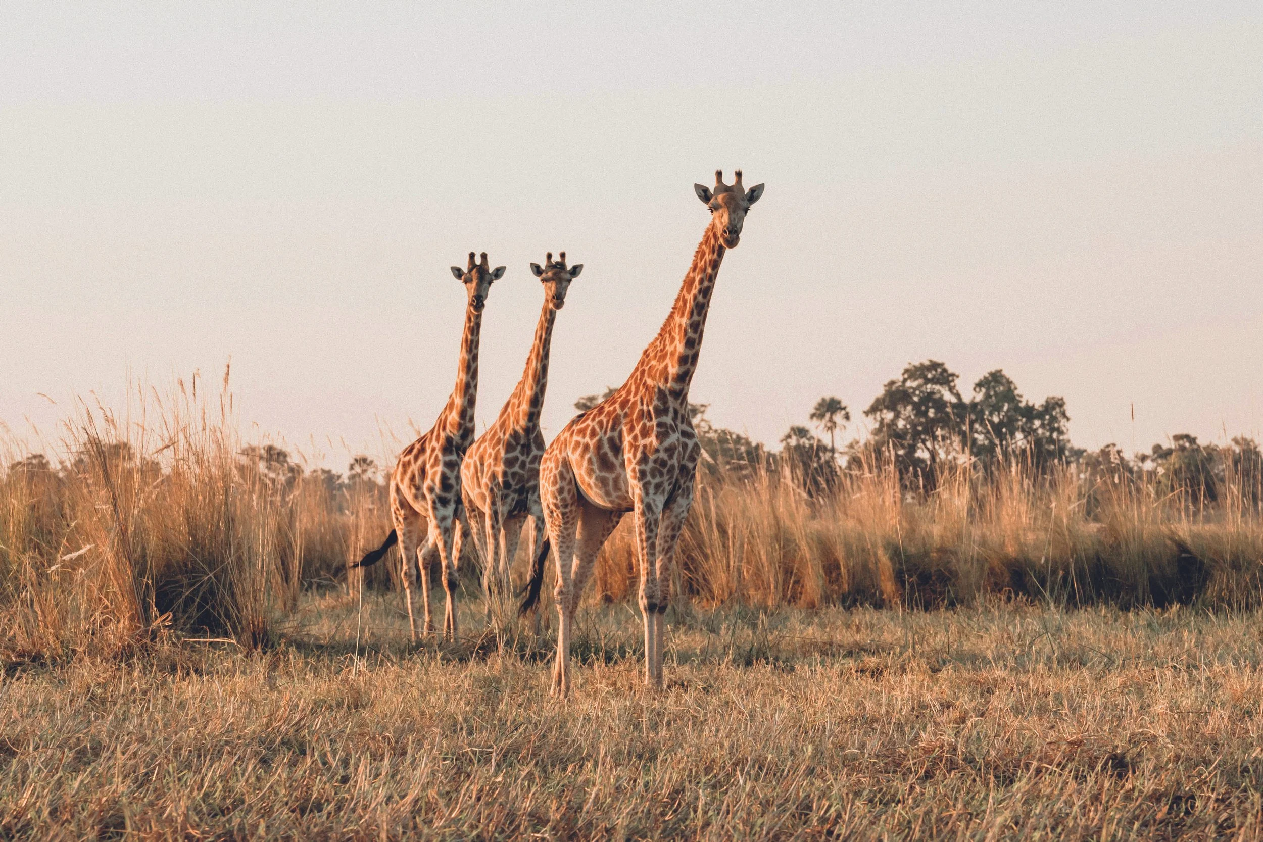 African Safaris - Voyager Club - Bespoke Safaris - Luxury Safari Experiences Voyager Club - South Africa Safaris