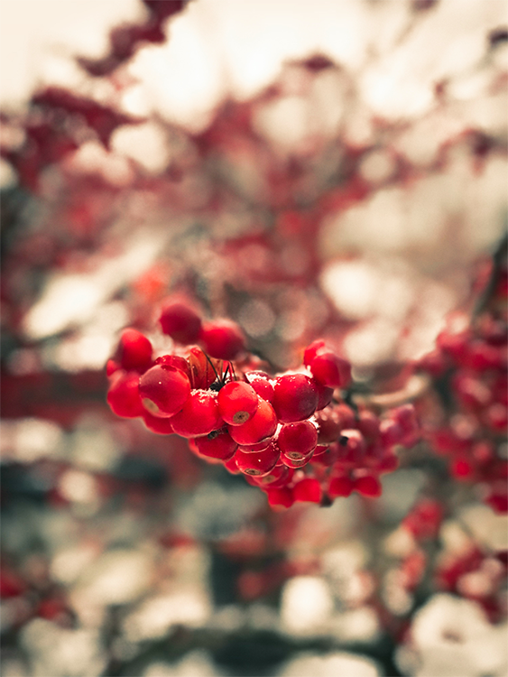 berries in winter