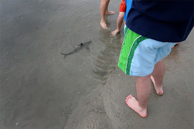 lfshark.png