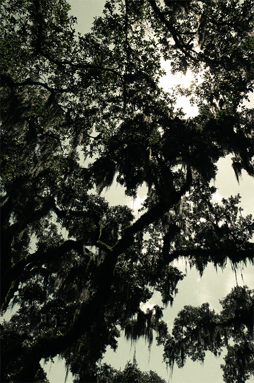 spanish moss