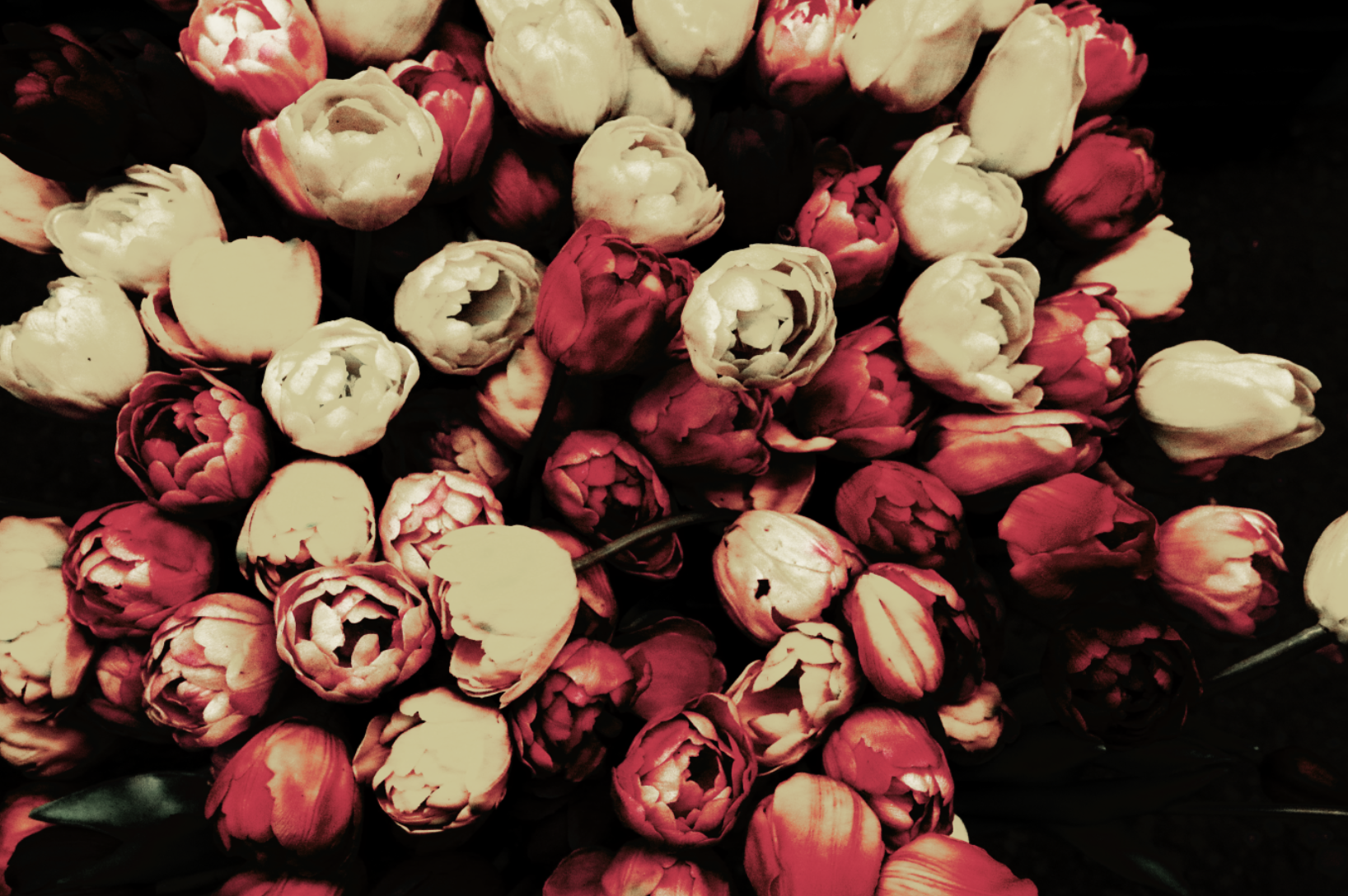 tulips