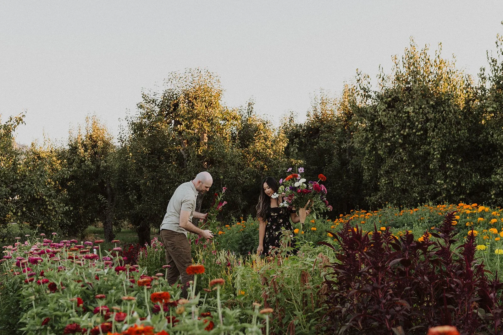 Couple gathering fresh flowers together in a colorful flower field during a romantic flower farm engagement session