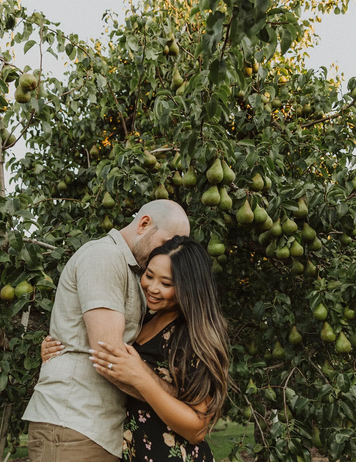 Engaged couple embracing beneath a pear tree filled with fruit during an orchard engagement session