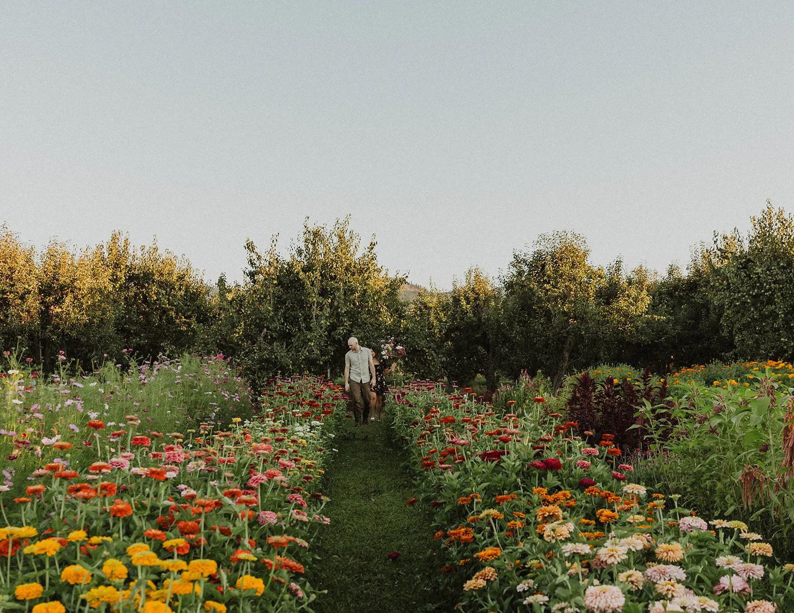 Wide view of an engaged couple walking through vibrant flower fields during an Oregon engagement session.
