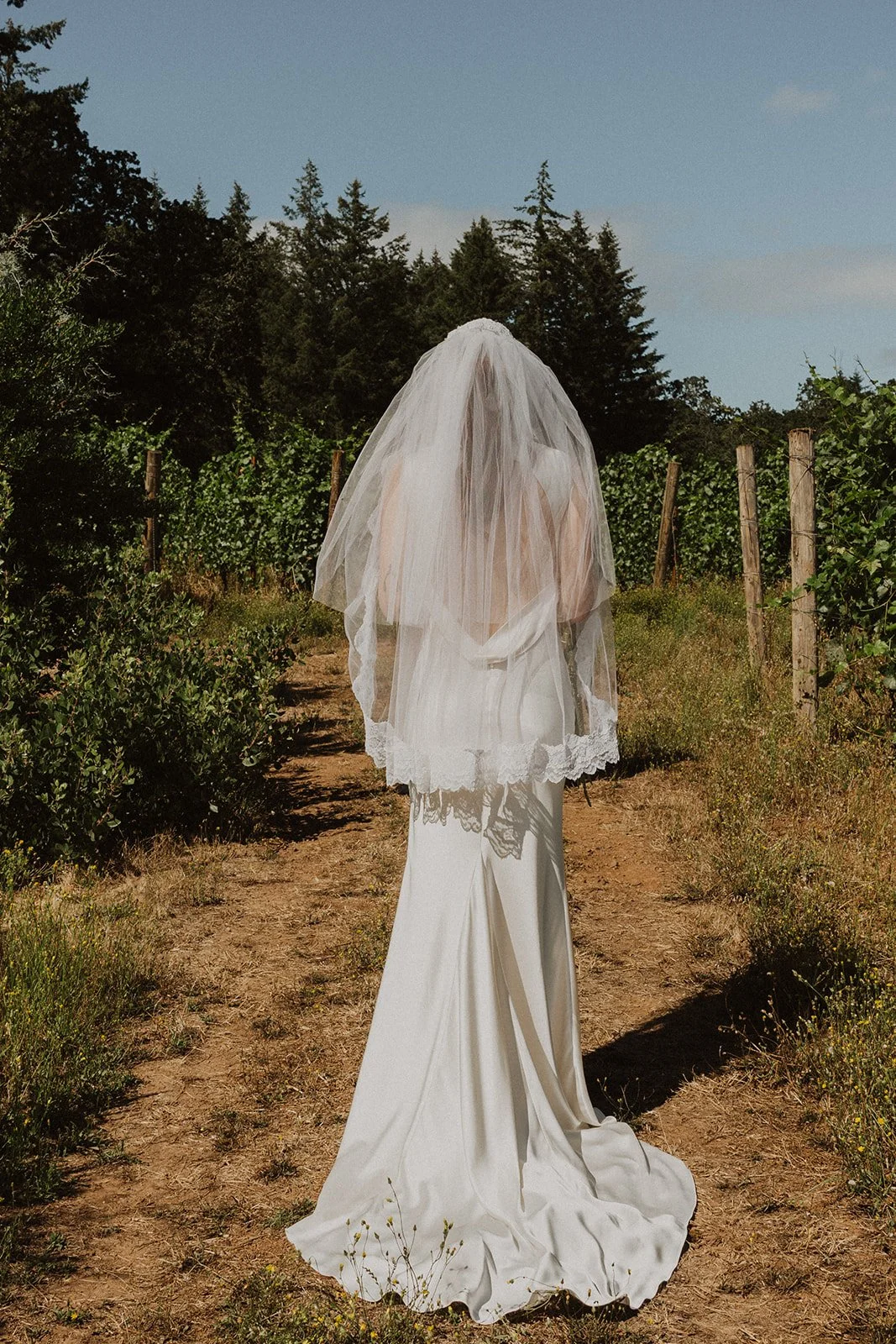 Standing between the vineyard rows at a Willamette Valley wedding in August