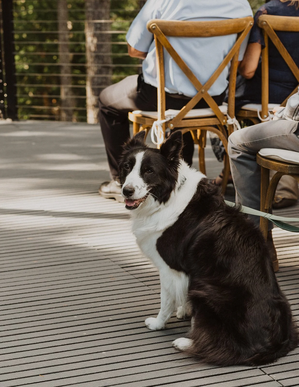 Border collie sitting in the aisle during a forest micro wedding ceremony
