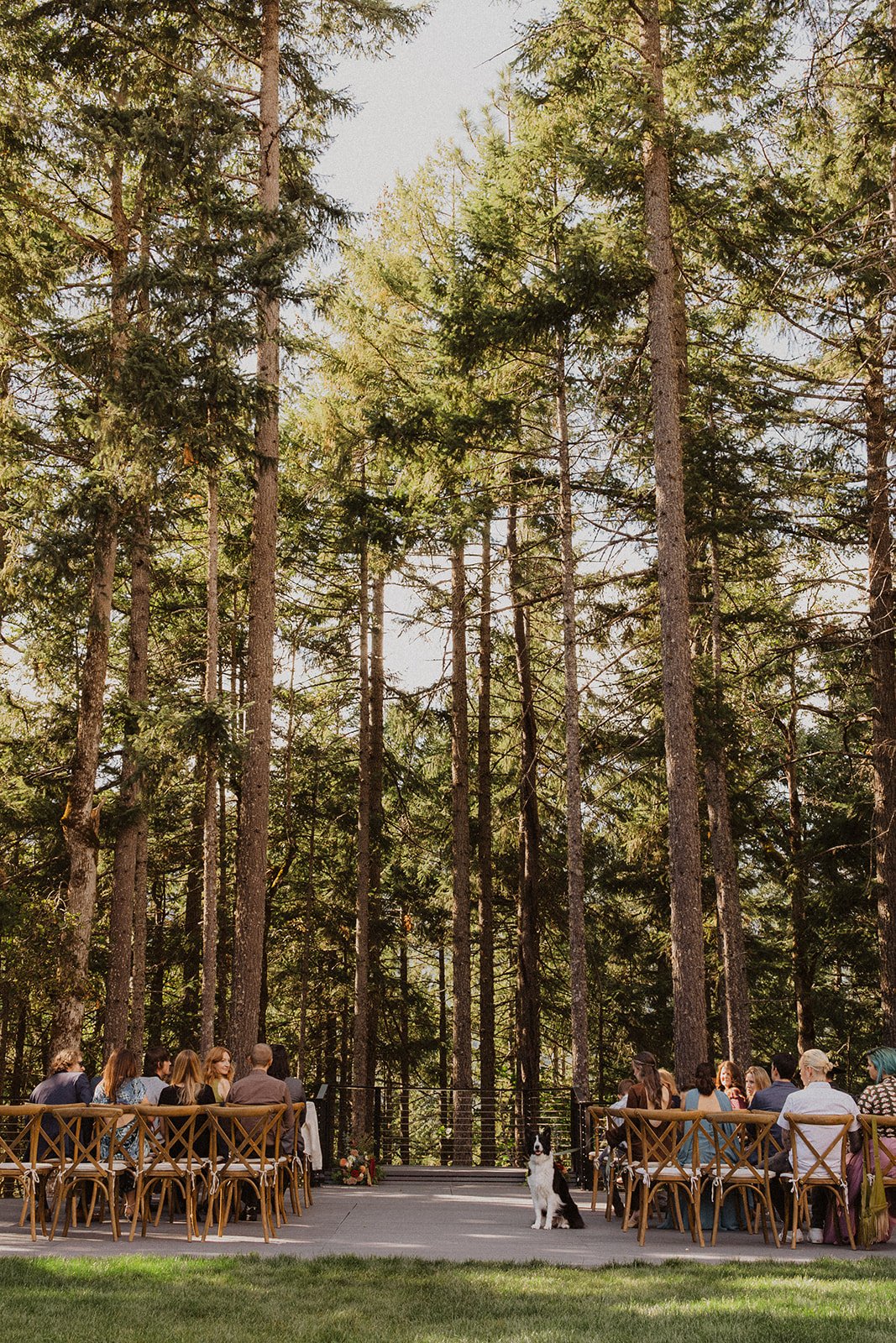 Enormous firs rising over the ceremony deck at a Rocky Hill wedding