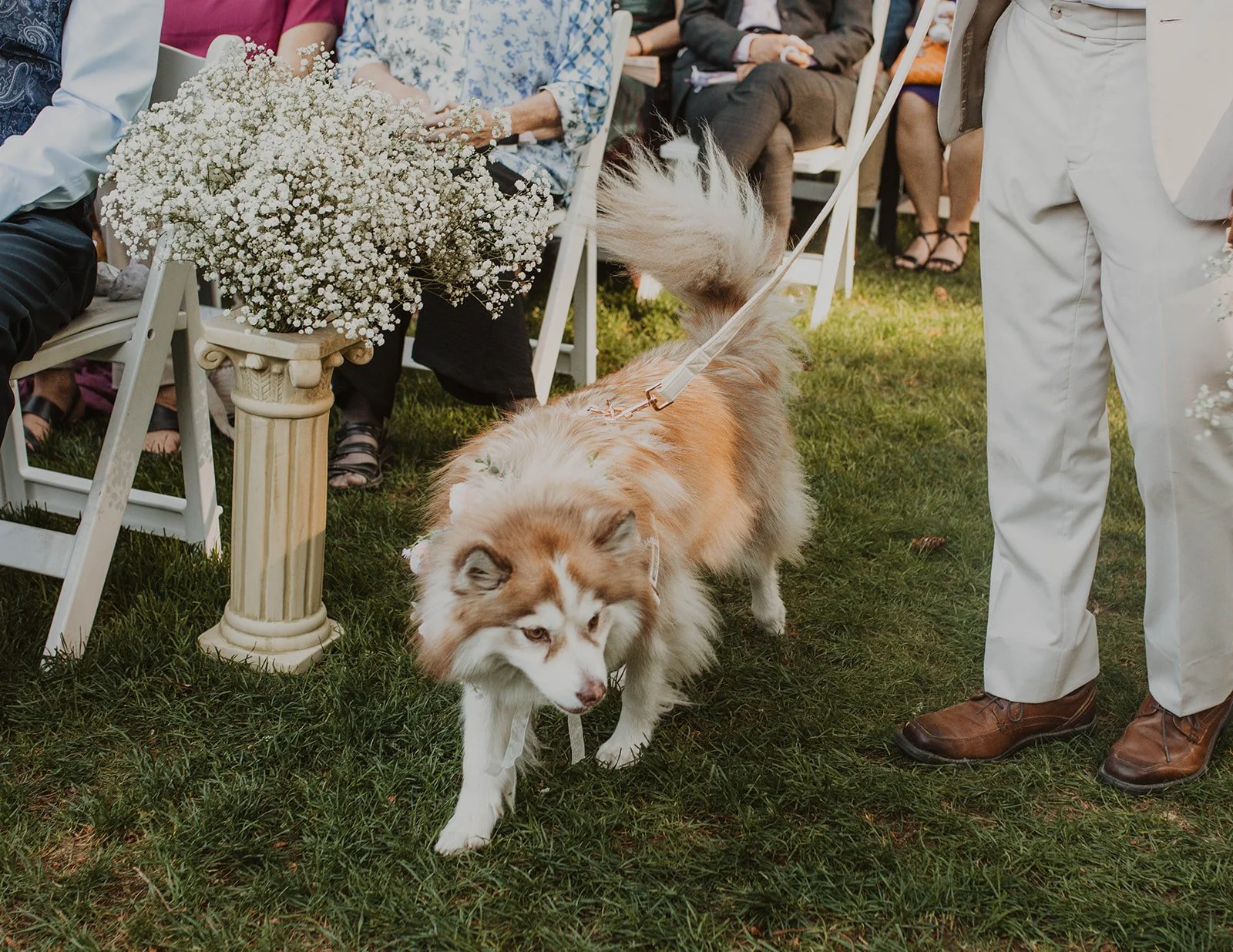 Wedding dog walking down the ceremony aisle during a Bridal Veil Lakes wedding in Oregon.