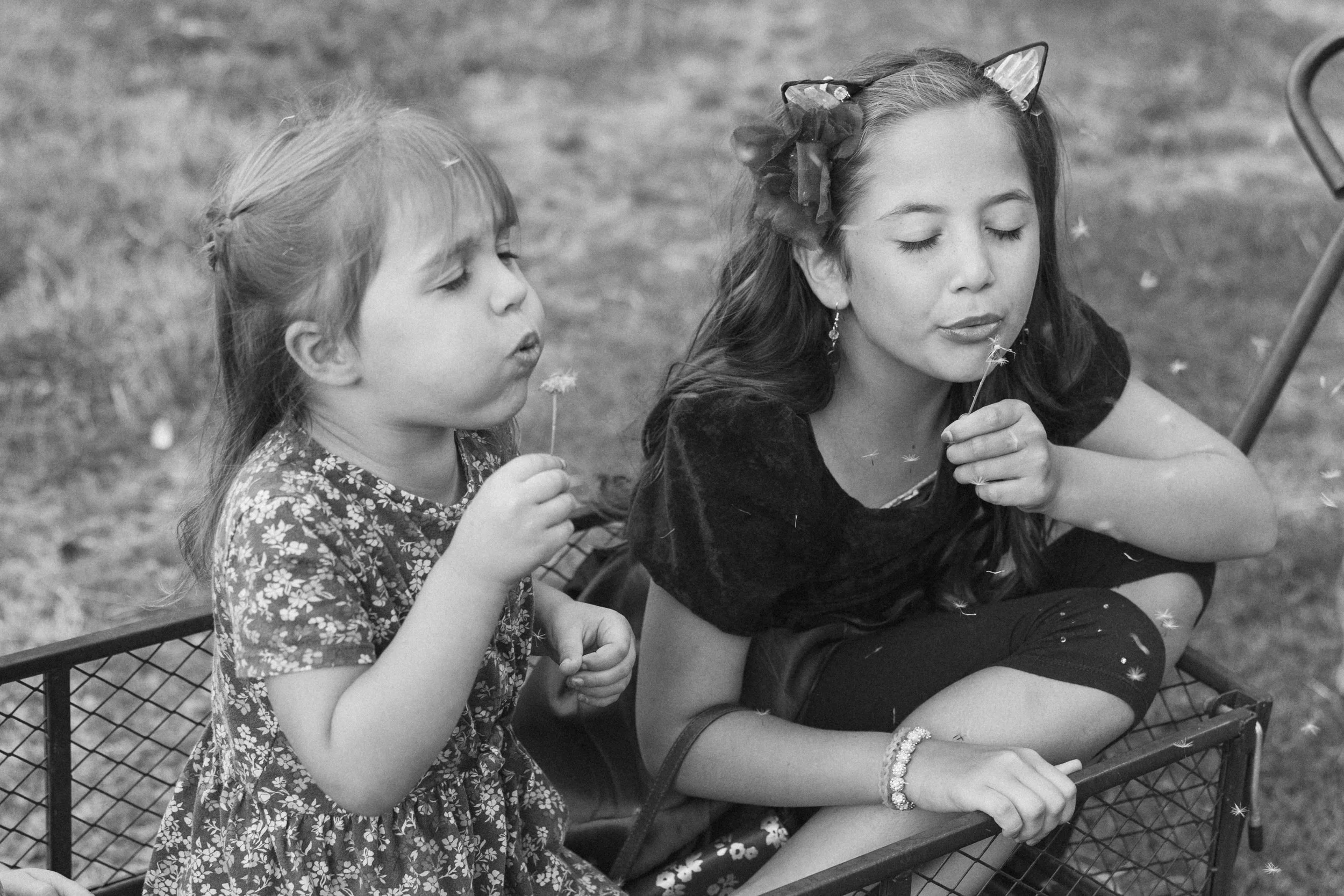 Family Session in Aurora, Oregon on the Koch Family Farm. Two young girls sitting in a wagon, blowing on dandelions outdoors with closed eyes.