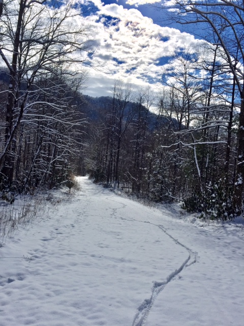 Curtis Creek Road