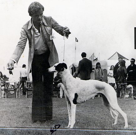 Int. & UK Ch. Gulds Black & White Lady , shown in England by Bo. Lady was born in 1969, sired by Int. Ch. Black Diamond of Pink Sunshine x Int. Ch. Guld. She was bred by Ann Gustafsson and during most of her show career owned and shown by Bo Bengtson.