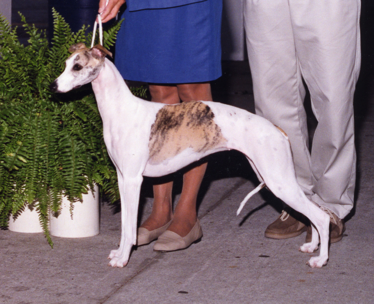 SBIS Ch. Bohem Belle Du Jour Multiple Specialty BIS winner, b. 2002 by Ch. Chelsea Long Kiss Goodnight x Ch. Bohem All About Eve. Owned by Charles W. Carroll, shown by Barbara Wayne.
