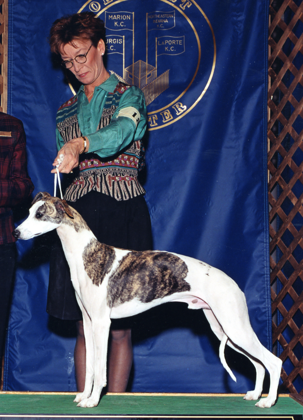 SBIS Ch. Bohem Circus Runaway, ROM , b. 1999 by Ch. Chelsea Gold Rush of Keynote x Ch. Bohem All About Eve. "Blaze" was both owned and shown by Barbara Wayne, who handled so many champions from both Bohem and other kennels. Her premature death was a great blow to us and to the whole Whippet world.