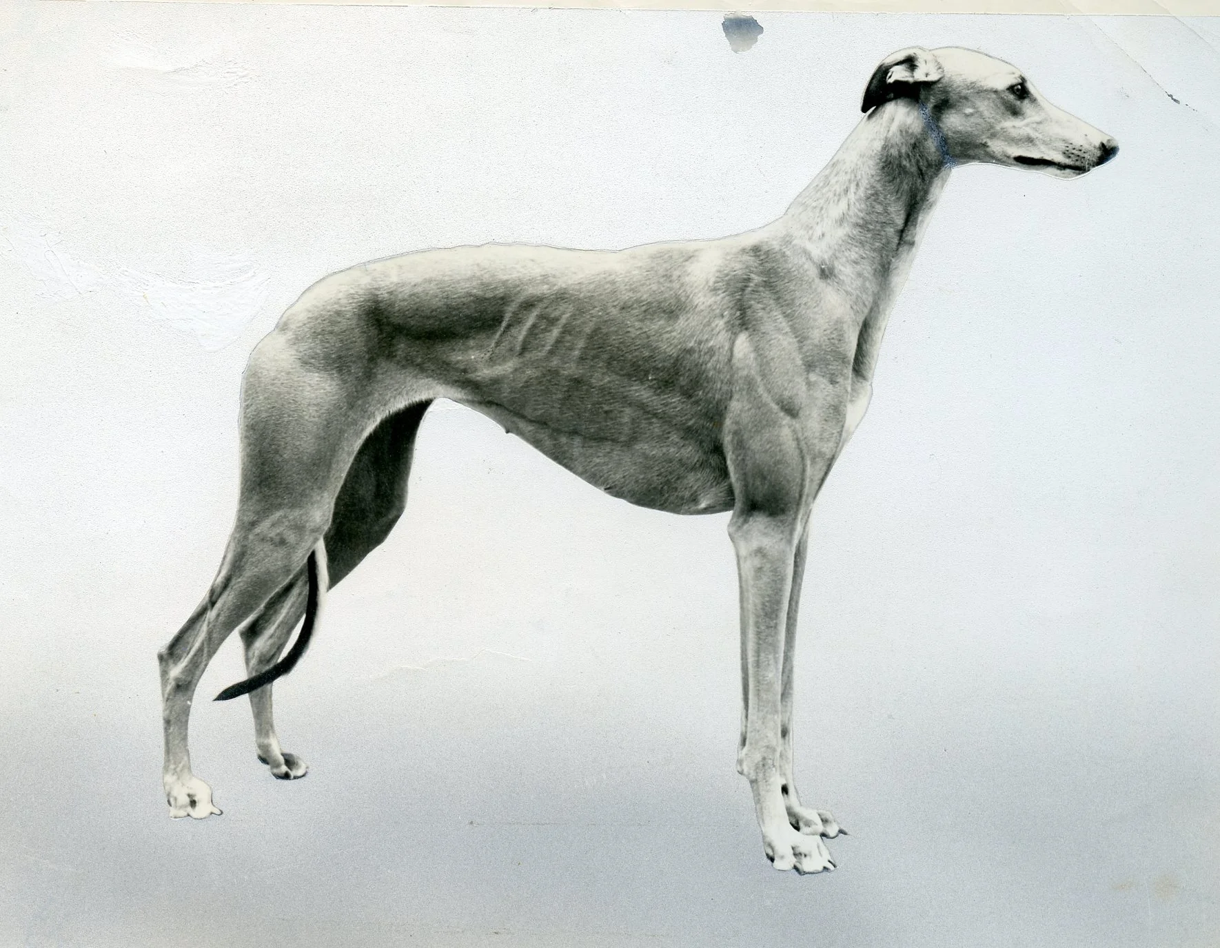 Int. Ch. Guld , b. 1966, dam of more than 20 champions. One of the world's most influential brood bitches. Owned by Ann Gustafsson, Gulds Greyhounds, Sweden. Bred by Göran Bodegård & Bo Bengtson.