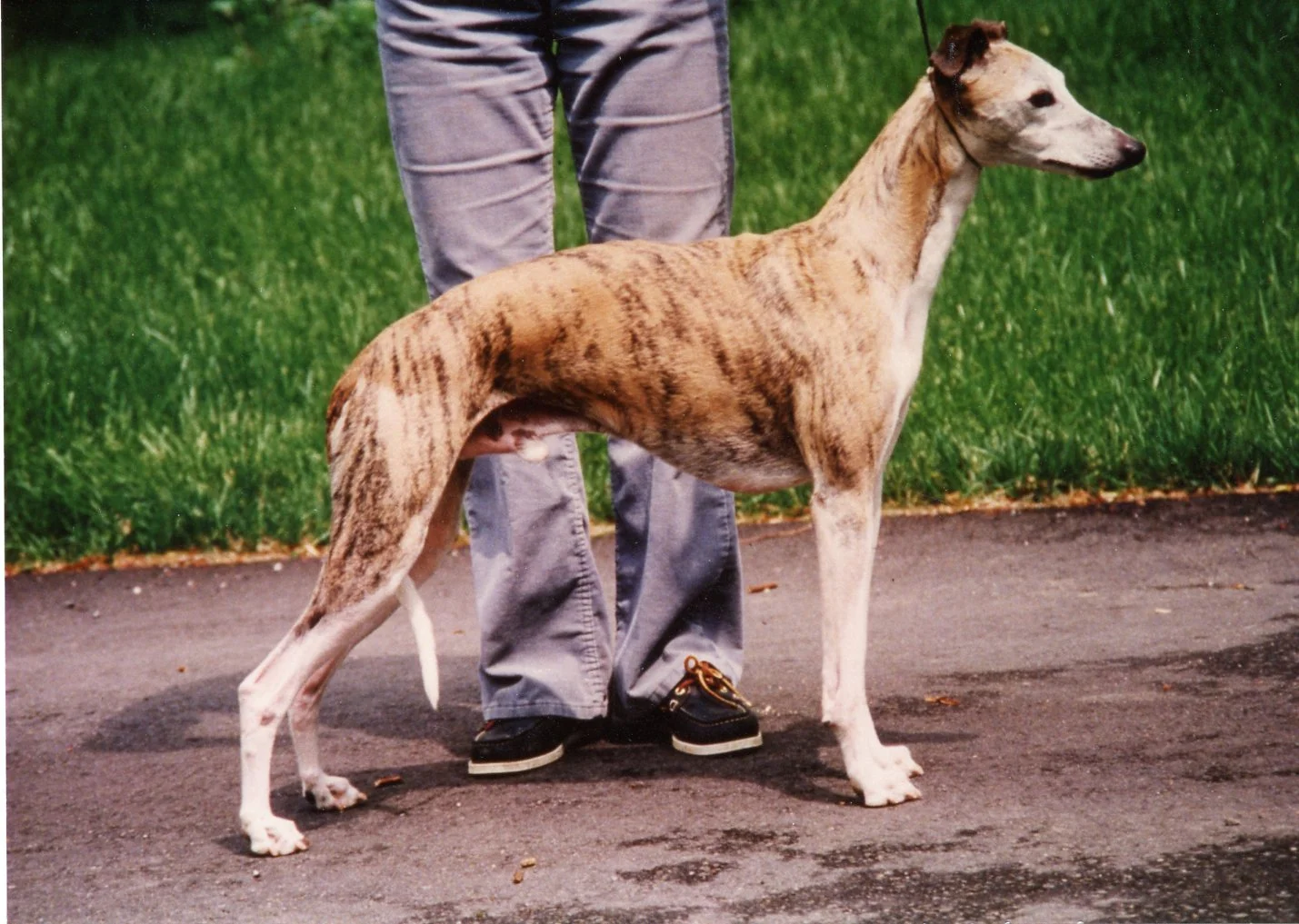Am. Ch. Hardknott Maestro of Bohem, ROMX (imp. UK), b. 1981 By UK Ch. Novacroft Madrigal x UK Ch. Belinda of Hardknott Owned by Dr. Barbara Henderson (Whippoorwill) & Bohem
