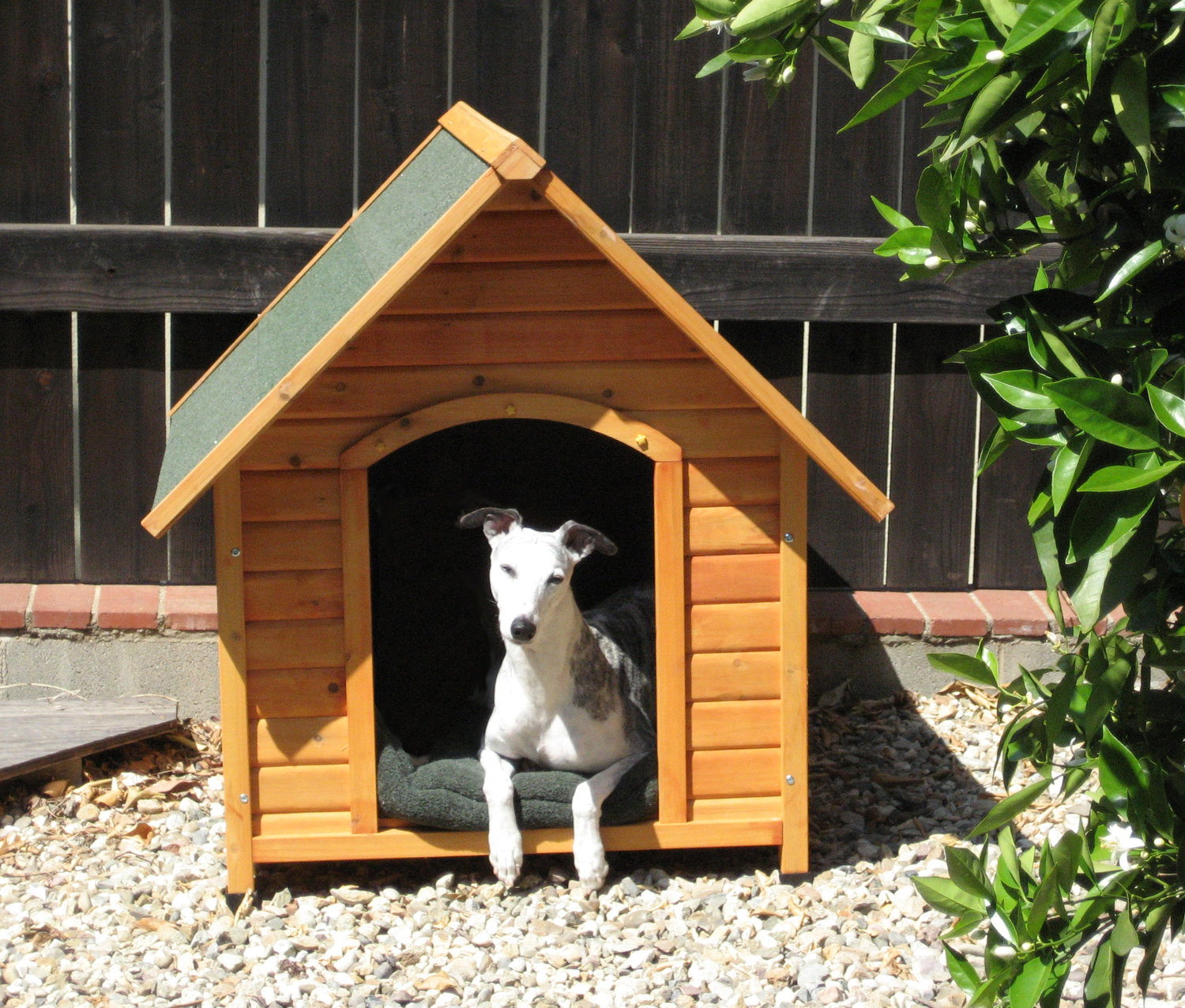 Ch. Bohem Three Ring Circus, alias "Chili," in "his" dog house.