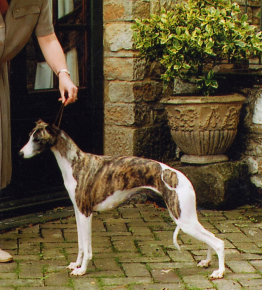 BIS & SBIS Aust. Ch.. Bohem Critic's Choice (exp. Australia), b. 1994 By Ch. Delacreme de la Renta x Ch. Bohem Of Thee I Sing Bred by Bohem Owned by Statuesque Whippets, Australia