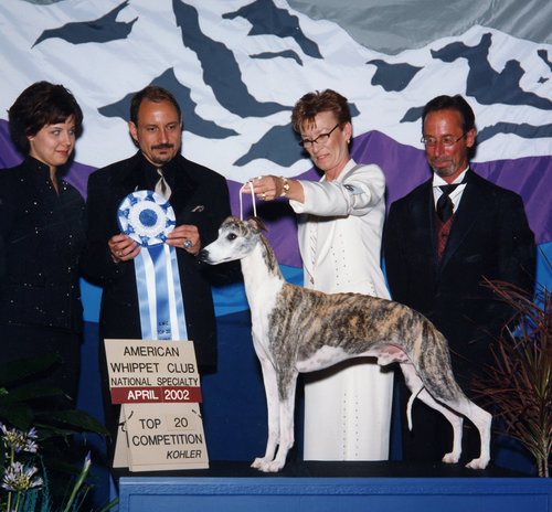 BIS & SBIS Int. & JKC Ch. Bohem Circus Pony (exp. Japan), b. 1999, by Ch. Chelsea Gold Rush of Keynote x Ch. Bohem All About Eve. Owned by Mrs. Fukie Yoshimoto, shown in the U.S. by Barbara Wayne. We had known Mrs. Yoshimoto for many years as an Afghan Hound fancier; how could you resist when she wanted a Whippet "as her last son in life"? Circus Pony, alias Whispa, had a great show career in both the U.S. and Japan, sired many champions in both countries and was greatly loved by Mrs. Yoshimoto and all who met him. The Whispa Whippets in Japan were named after Whispa.