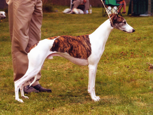 SBIS WW Int. Ch. Bohem Time Flies (exp. Belgium), b. 2000, by Int. Ch. Bohem Flight Time x Ch. Bohem All About Eve. Owned by Rita Vanhaeren (Song Sung Blue), Belgium. A champion in Poland, Denmark, Norway, Belgium and Sweden, Timmy also took the World Winner title at the FCI World Show in 2006. He has sired a dozen champions in Europe, two of which have won FCI World Winner titles. His son VWW & SBIS Int. & Am. Ch. Song Sung Blue Golddust (Dandy) finished his AKC championship during a visit to Bohem, shown to his U.S. title partly by his owner Marina Slepneva from St. Petersburg, Russia, and partly by Bohem.