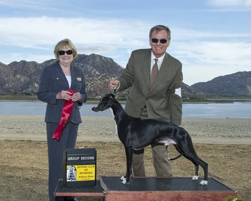 SBIS GCh. Shamasan Bohem Breezing Up, PR, DPC (Homer), b. 2012, by GCh. Counterpoint Painted by Bohem, SC x Ch. Shamasan Rabbit Trix Bred by Phoebe Booth, Samantha Honaker & Lorie Crain Owned by Phoebe Booth & Bohem