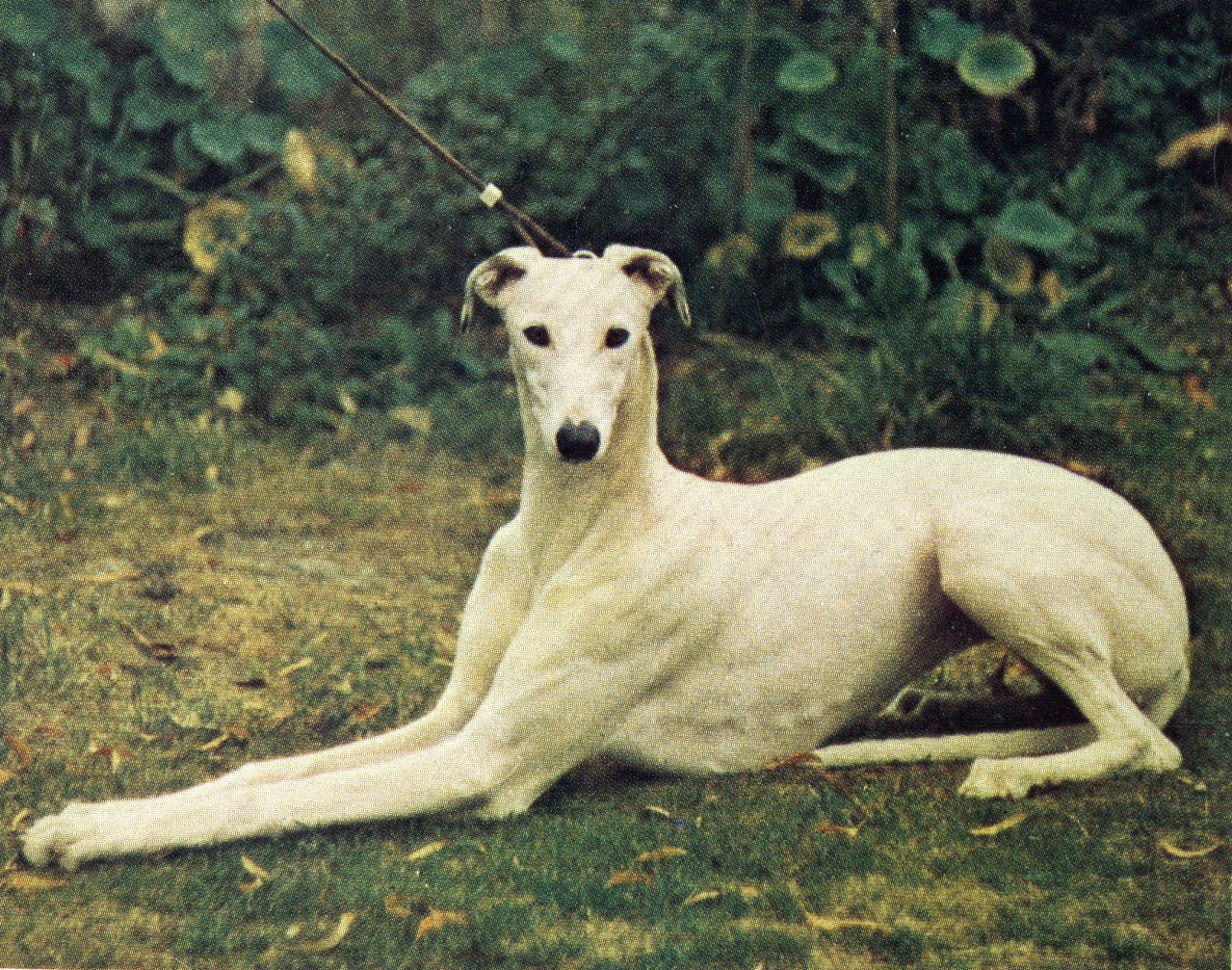 Bohem Capriole , b. 1972, full sister to 8 champions, dam of a Crufts BOB winner in England, a Res. BIS winner in Norway, a Group winner in Sweden and an addition champion in the U.S. Owned by Dagmar Kenis Pordham, Solstrand Greyhounds, England. Bred by Göran Bodegård & Bo Bengtson.