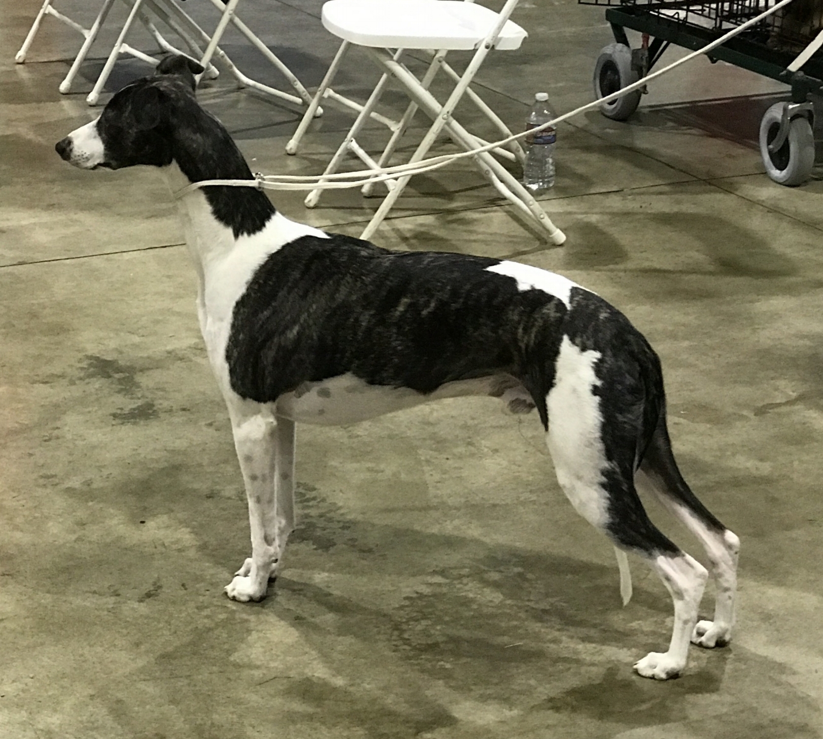 UK & Am. Ch. Palmik Strike It Right, JW (Lewis), b. 2014, by UK Ch. Cobyco Change Places x Palmik Magic Trick, JW (by UK, Irish & Aust. Ch. Collooney Move On Over x UK Ch. Palmik Magical Whispers, JW) Bred by Michael Howgate & Yvonne Hull, UK Owned by Bohem