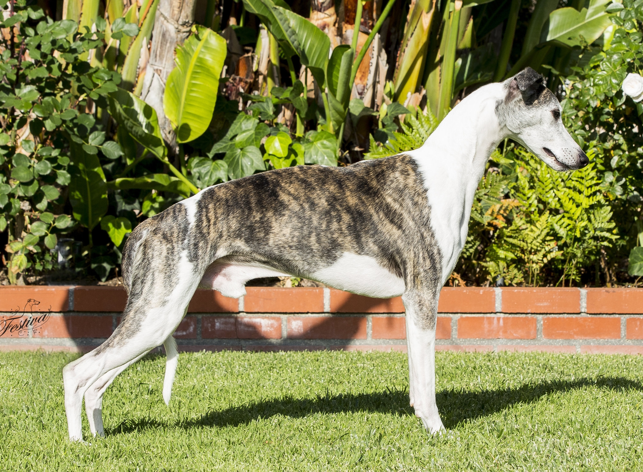 SBIS GCh. Counterpoint Painted by Bohem, SC (Viggo), b. 2006, by Ch. Bohem Bon Vivant x Can. Ch. Counterpoint Winning Colors (granddaughter of Ch. Bohem Three Ring Circus) Bred by John Ross & Trudy Taphorn, Canada Owned by Scott Mazer & Bohem