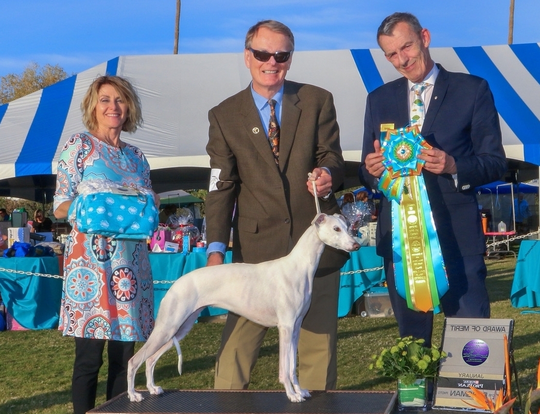 GCh. Snow Hill Beyond Blonde at Bohem (Kylie), b. 2015 by Dual Ch. Snow Hill Copperline, MC, LCM x GCh. Snow Hill Soulful Mind Kylie descends from old Bohem blood fairly far back on both sides of her pedigree, but most of her ancestry represents the work of her breeder Dr. Susanne Hughes. Kylie won specialty BOW as a youngster, BOB during a specialty weekend and two Speclalty Selects as a two-year-old although seldom shown. We have great hopes for her Bohem litter in 2018. Bred by Susanne Hughes, DVM Owned by Scott Mazer & Bo Bengtson