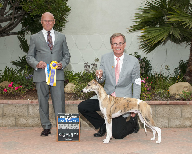 GCh. Bohem Last Call (Bronson, 2011-2015) Owned, loved and missed by Barbara Rupert, Toni & John Comerford & Bo Bengtson