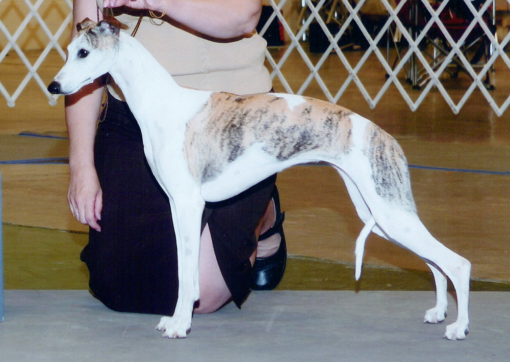 Ch. Bohem Some Like It Hot, JC , born 2005 By Ch. Cove Creek Pride and Joy x Ch. Bohem Ooh-La-La "Satine" was a gift from Ooh-La-La's owners Connie & George Boulton after her sister C'est La Vie was lost. Satine produced several champions and qualified for the Top 20 competition. Owners Cindi Gredys (Jubilee) & Bohem