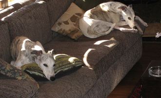 Ch. Bohem Three Ring Circus (Chili, left) and his dam Ch. Bohem All About Eve (Annie) at home in Ojai, ca. 2005.