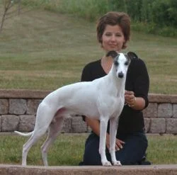 Ch. Bohem Bon Vivant , born 2004 Multiple Group placements, AWC Specialty Select. Sire of champions. Owner Jane Cooney-Waterhouse