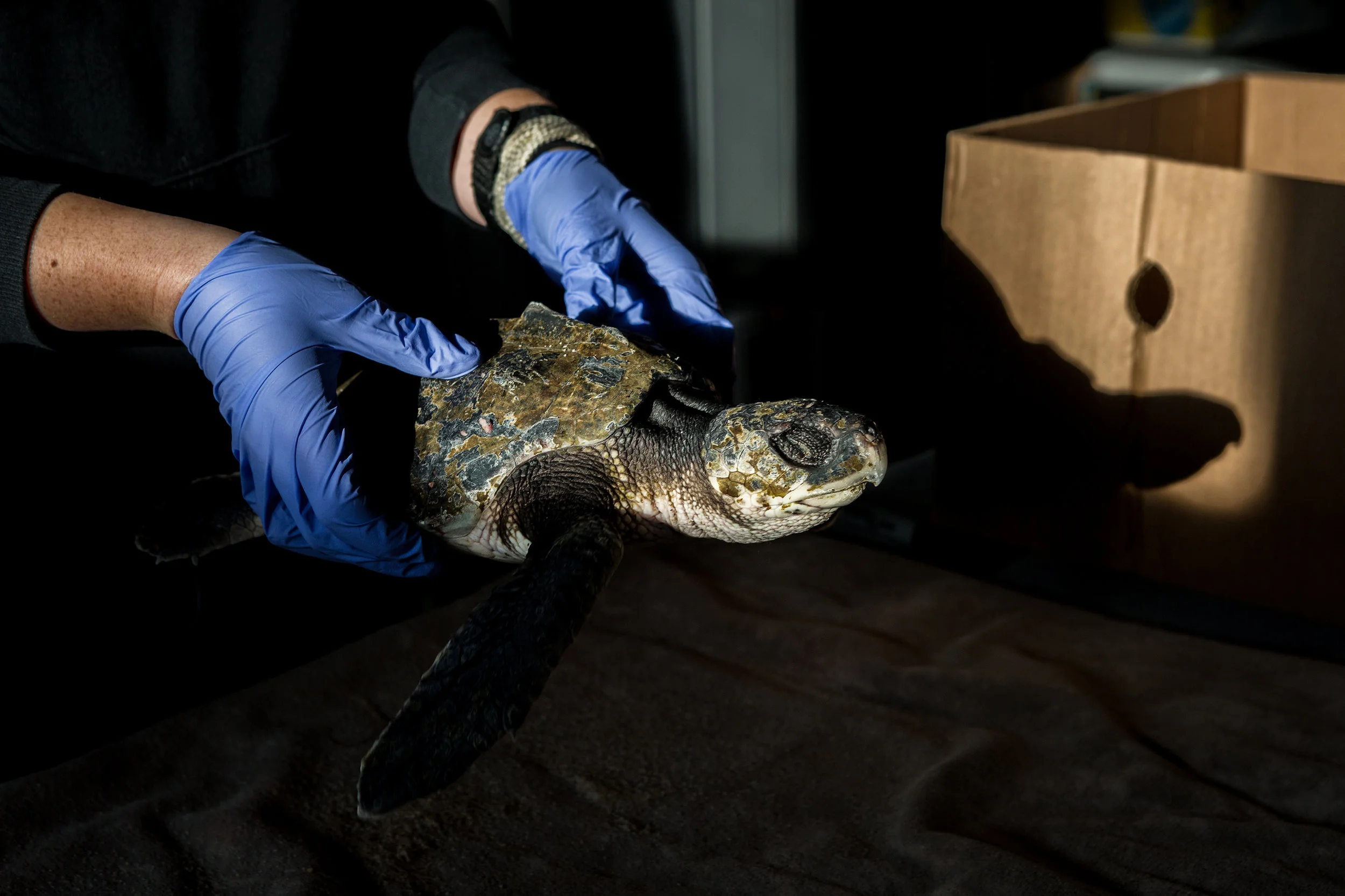 LL-Sea Turtle Rescue-01.jpg