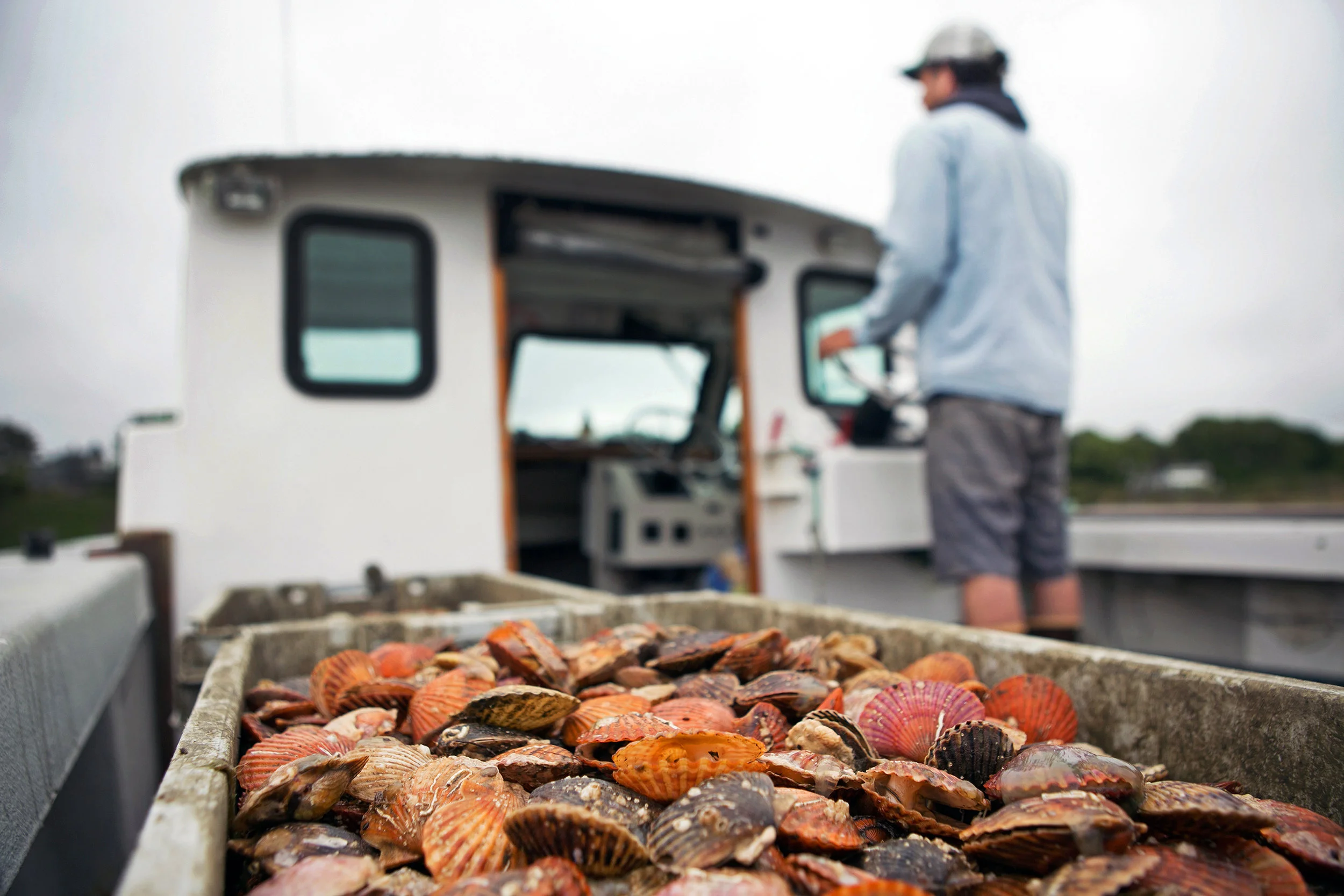 Owens-TNC-Scallops-06022016-LARGE-01.jpg