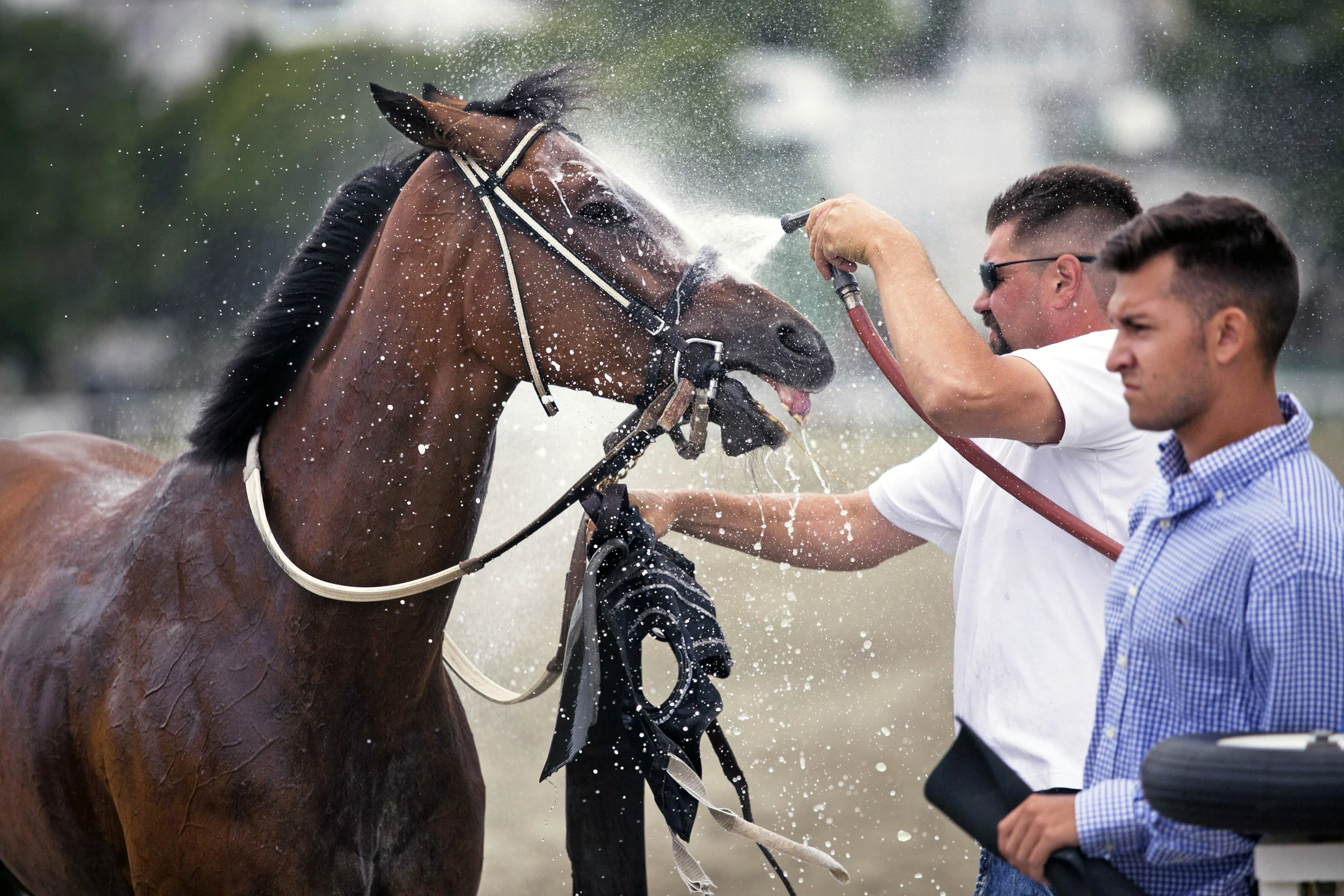 19-NECIR-Horse-.jpg
