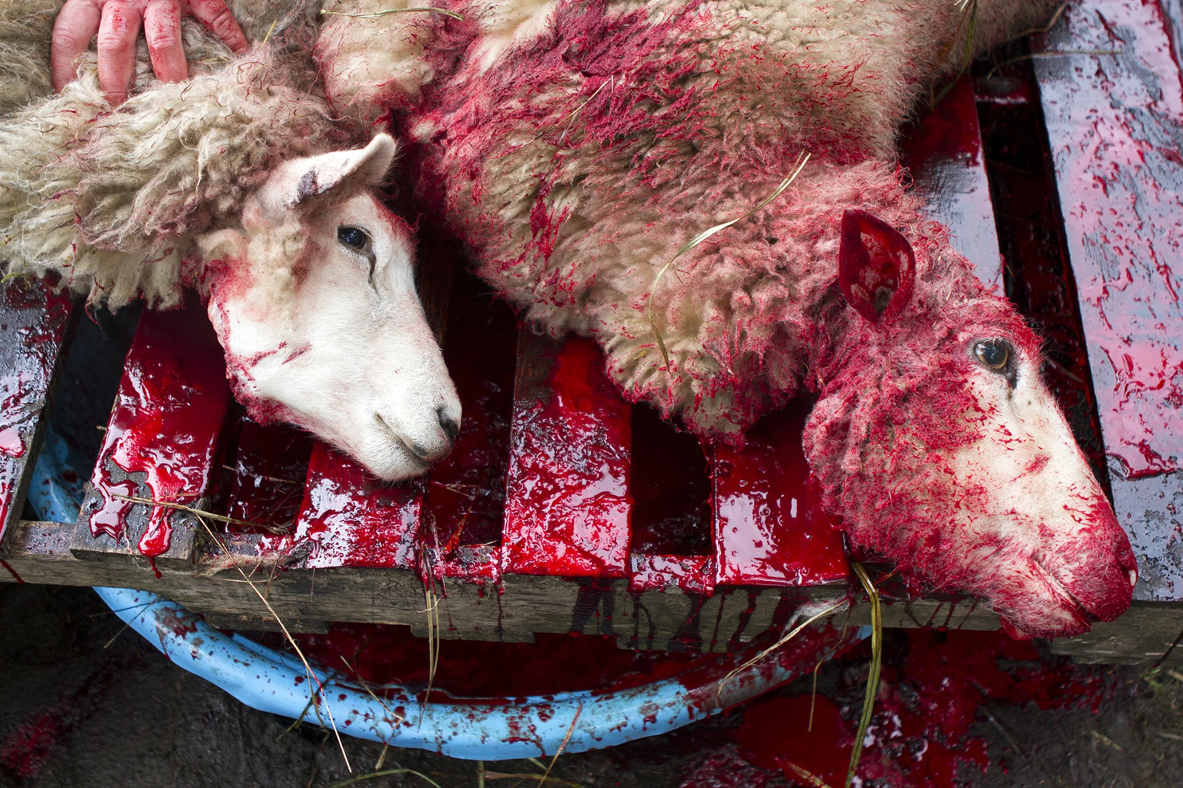 LOL-SDN-Slaughterhouse on Wheels-015.jpg
