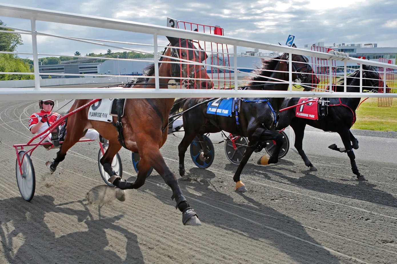 NECIR horse carage race.jpeg