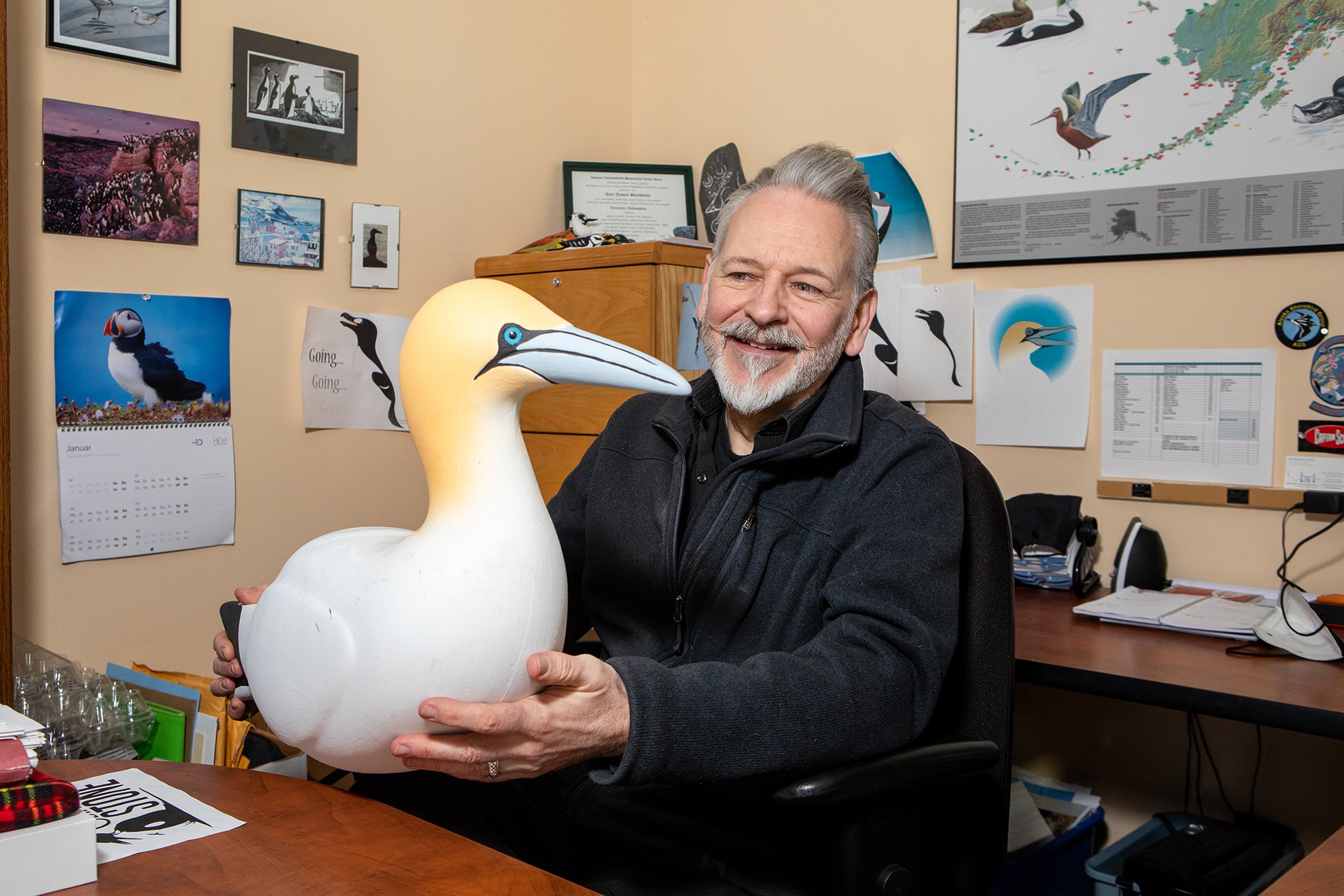  Iain J. Stenhouse, marine bird program director and Arctic program director at the Biodiversity Research Institute, holds a decoy Northern Gannet used as an attractant for new colonies. 